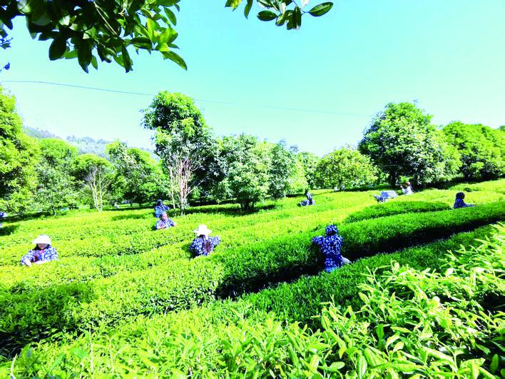 沃野谱新章 山乡绘新卷 ——万州区乡村振兴工作综述